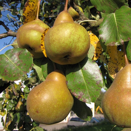 Martinsbirne_OlafSchriever