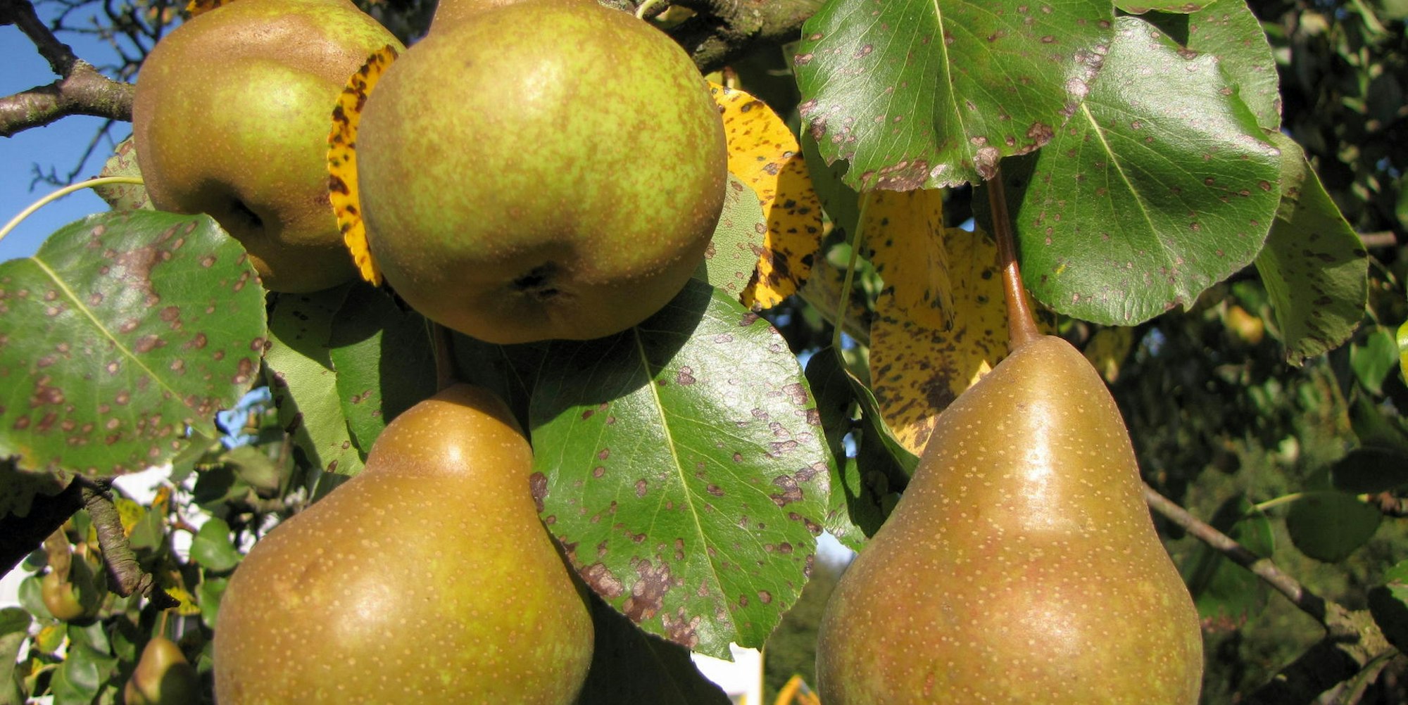 Martinsbirne_OlafSchriever