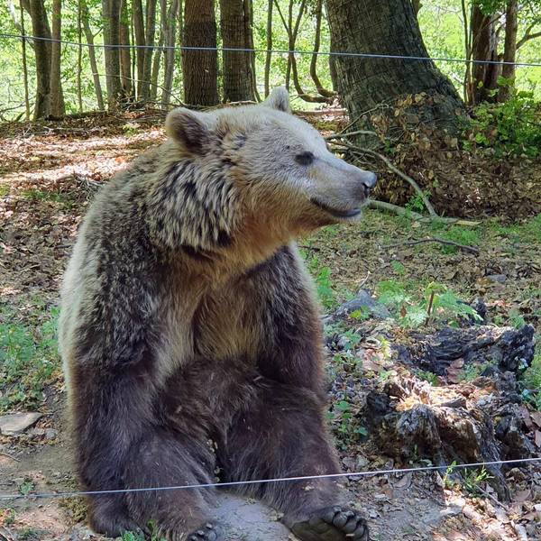 braunbärin_slowakei