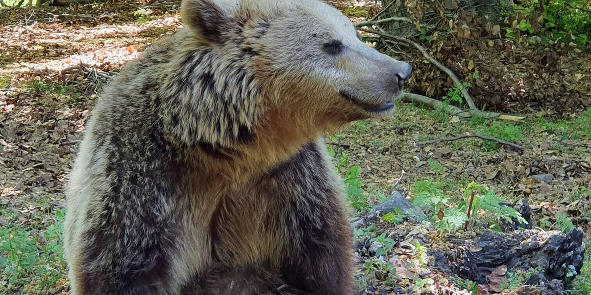 braunbärin_slowakei