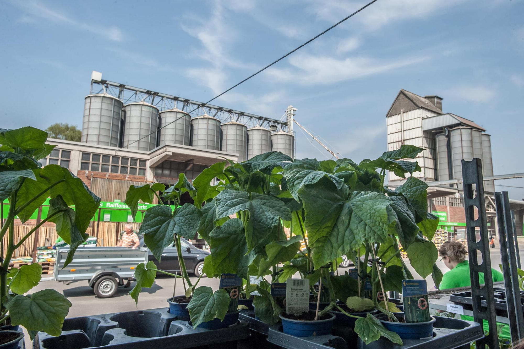 leverkusen-GARTENBEDARF-GEMUESE-_ALF_0746