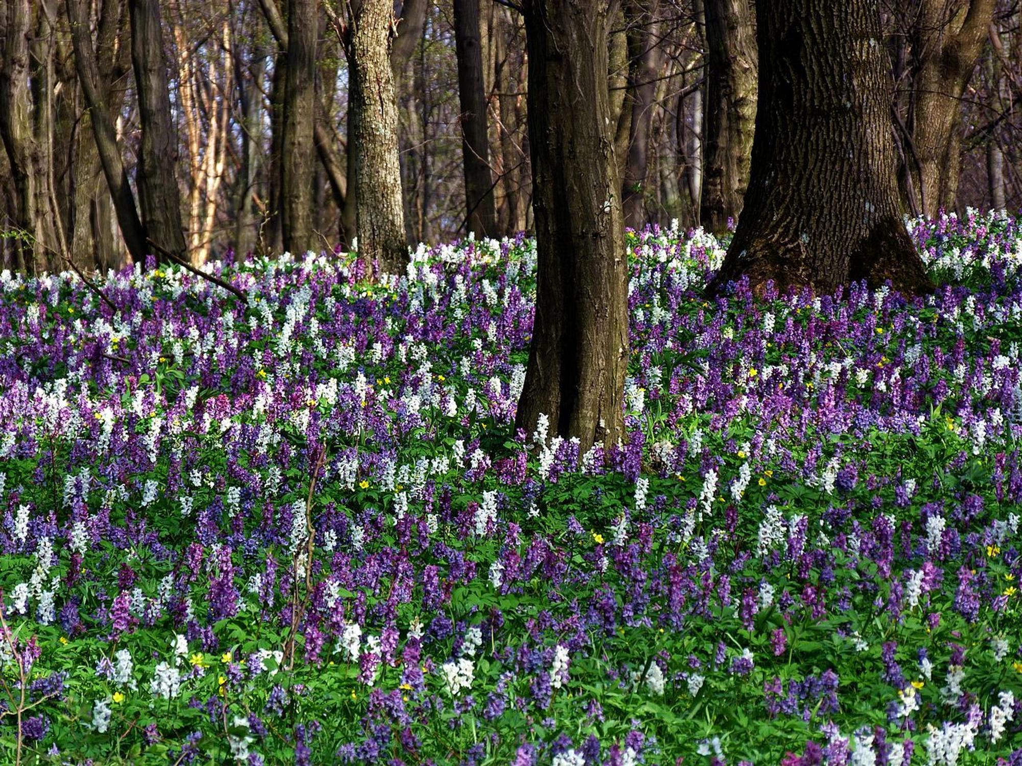 Blumen in Lila und Weiß im Wald.