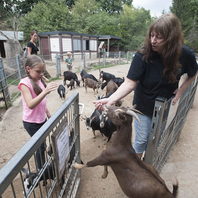 ziegen reuschenberger wildpark