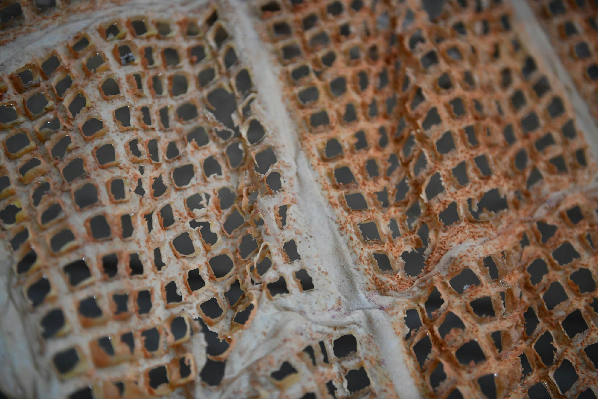 ar_Reinigung_St_Franziskus_075