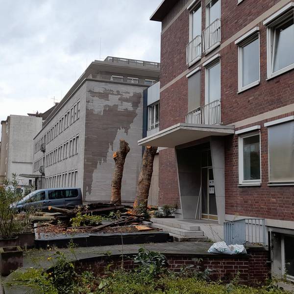 Baumfällungen Zurich3