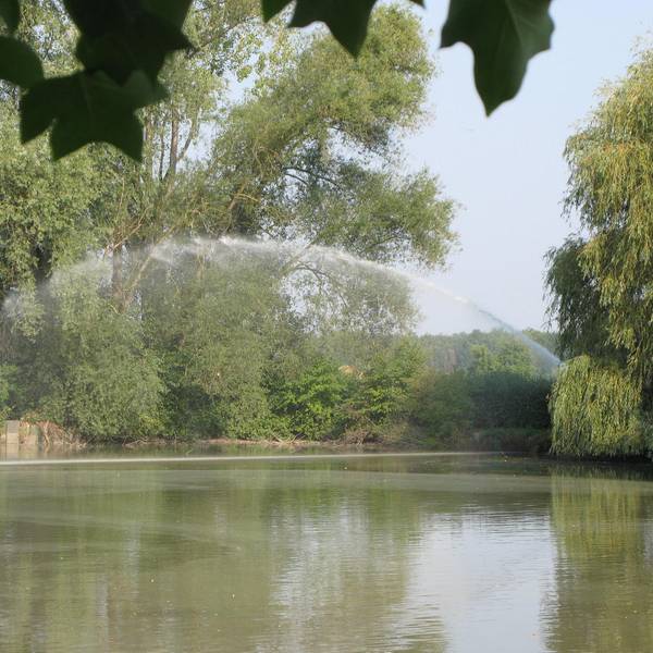 Karpfenteich