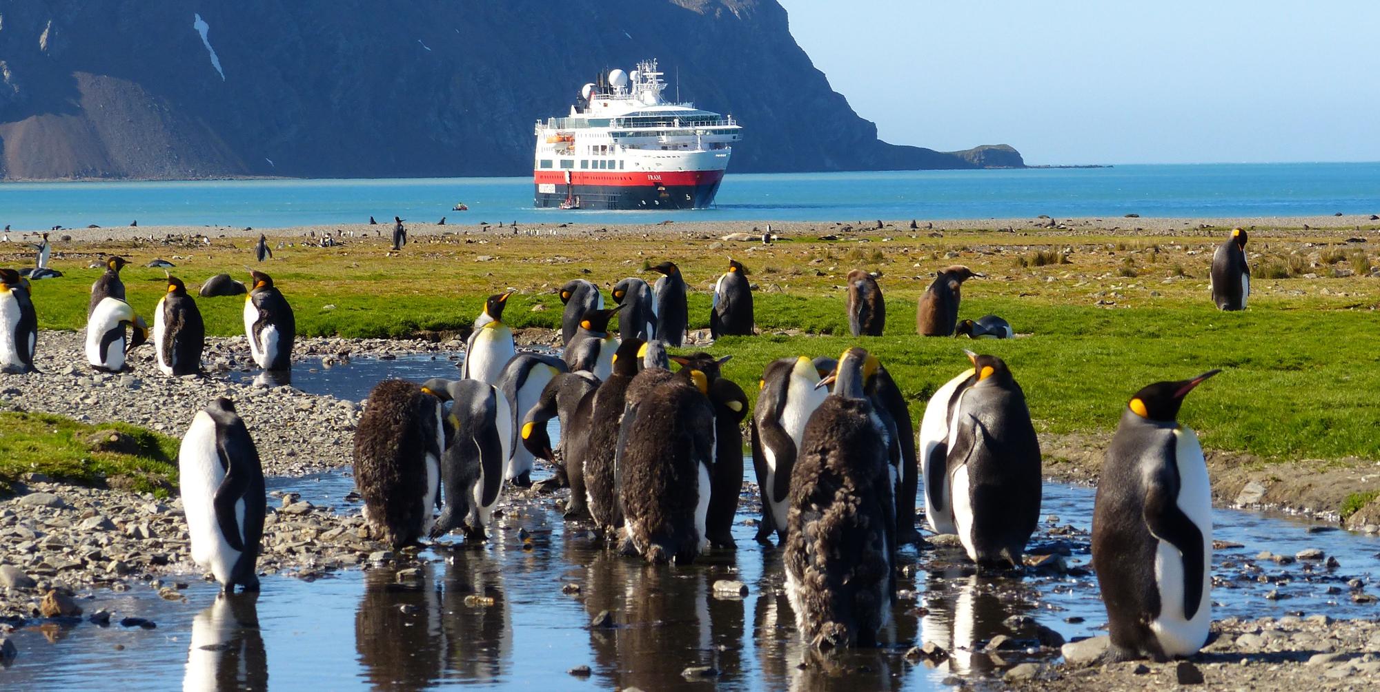 Expeditionsfahrt_Antarktis_Pinguine
