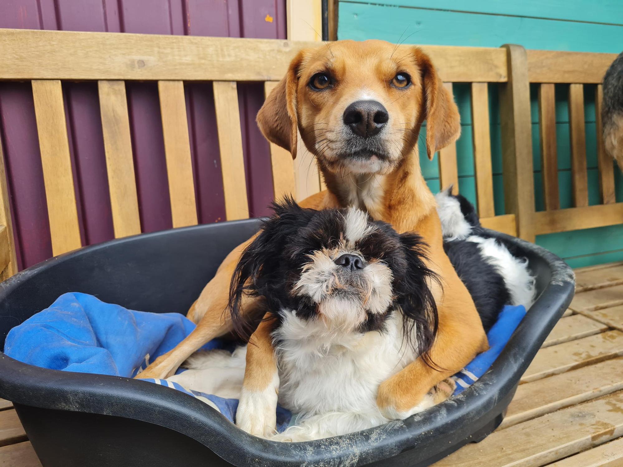 freida's_hundebetreuung_neu
