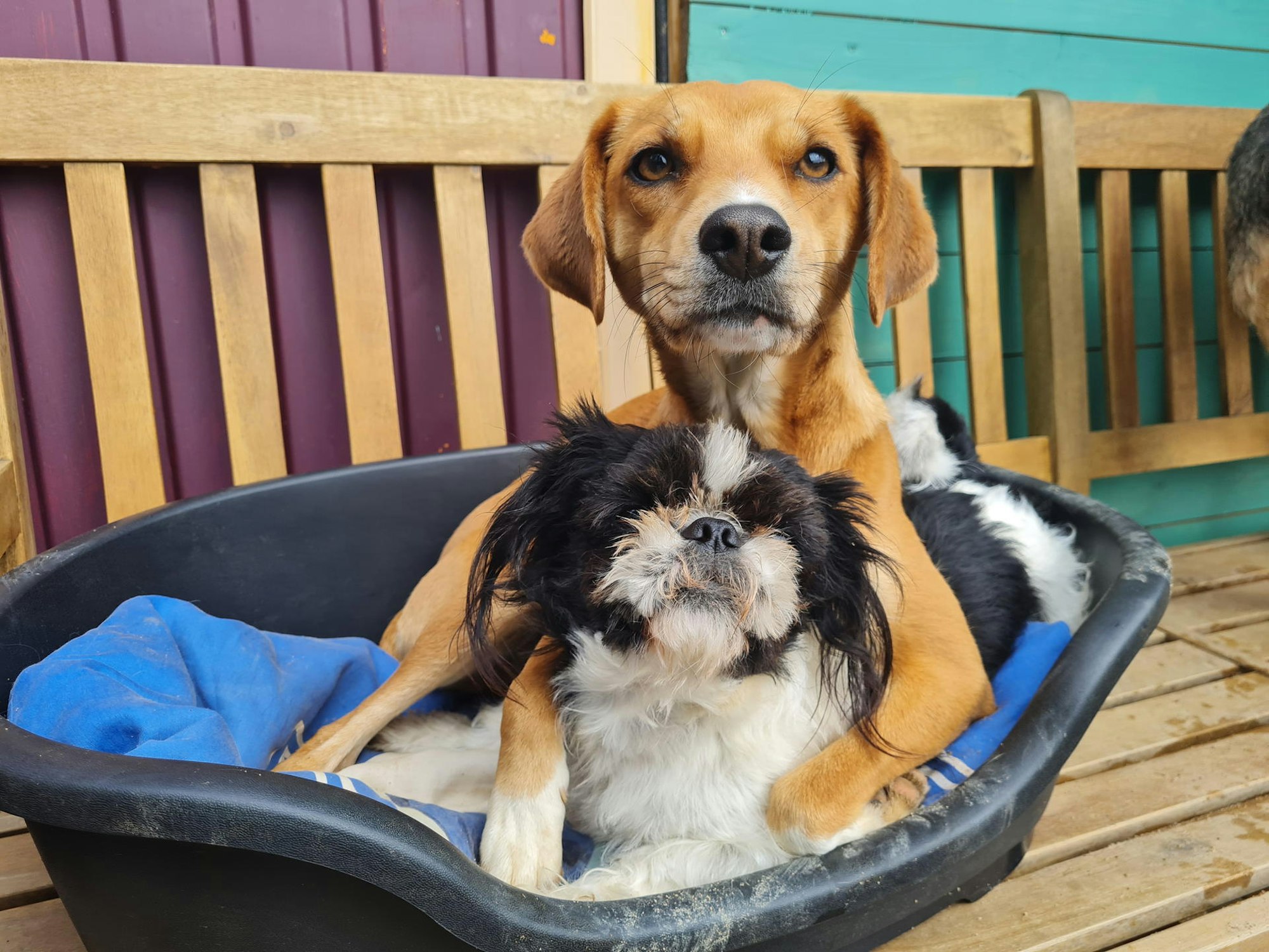 freida's_hundebetreuung_neu