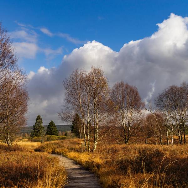Birken stehen vor blauem Himmel in der Moor-Landschaft des Hohen Venns