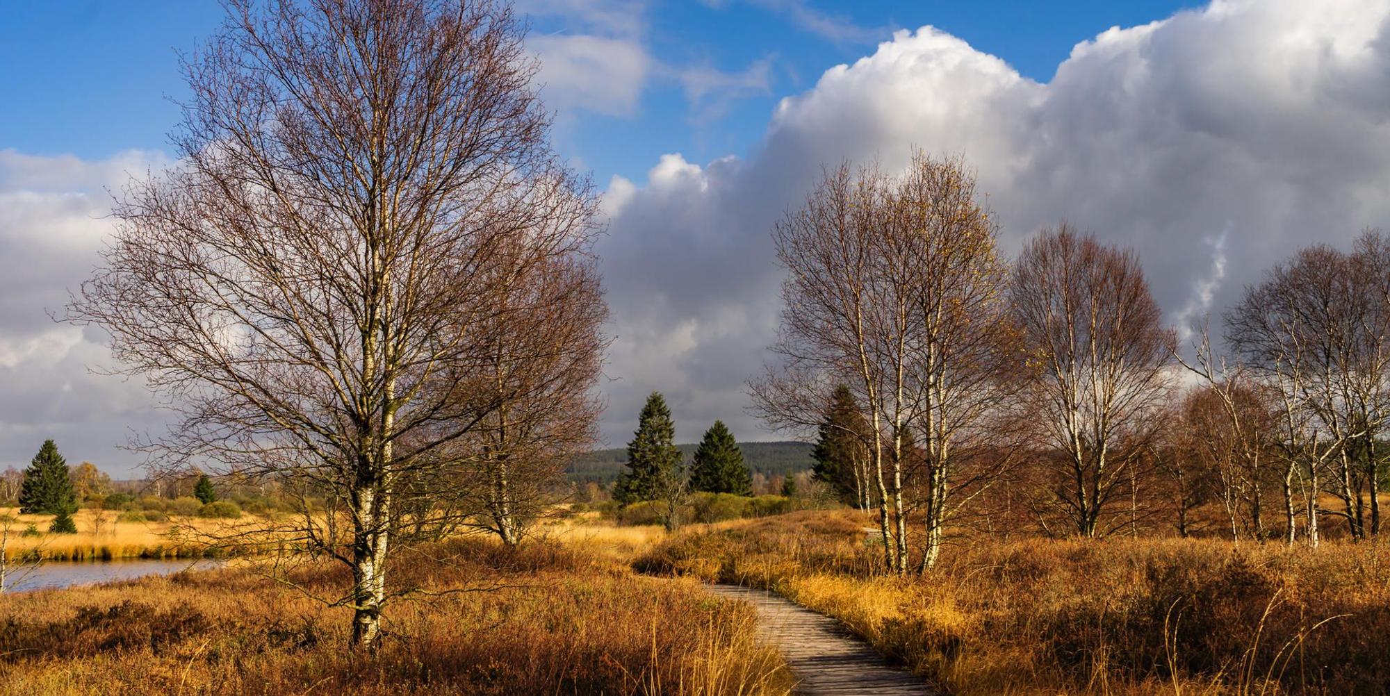 Birken stehen vor blauem Himmel in der Moor-Landschaft des Hohen Venns