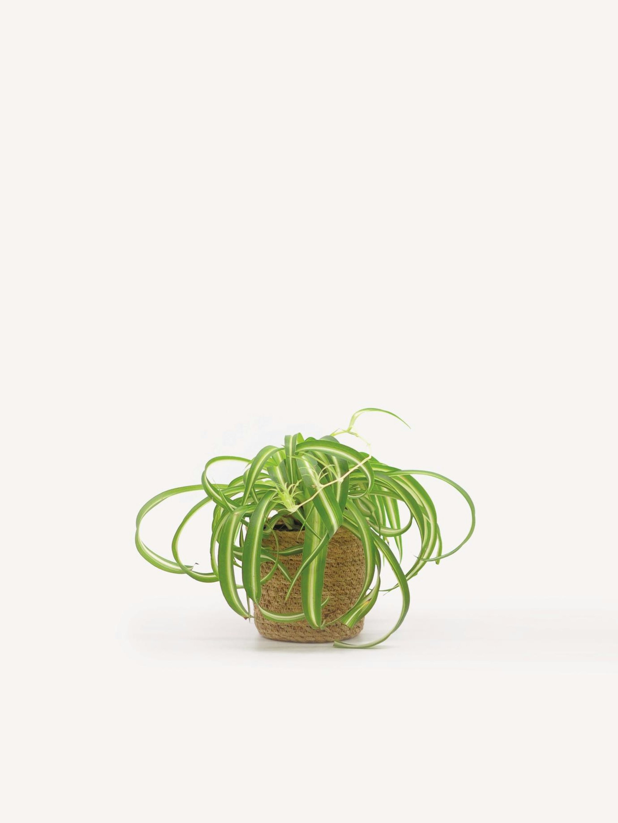 Chlorophytum - Foto von Mathilde Lelievre_1