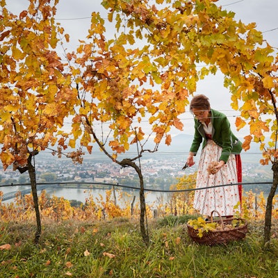 KVP-Biodyn_Nikolaihof_014