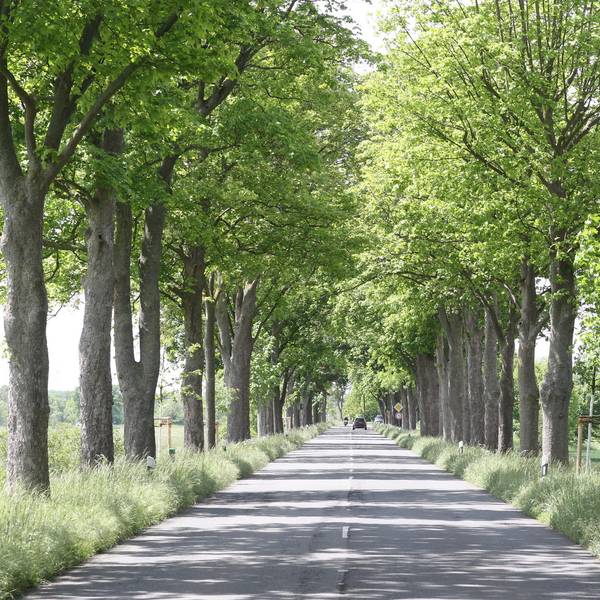 Allee_Wahnbach
