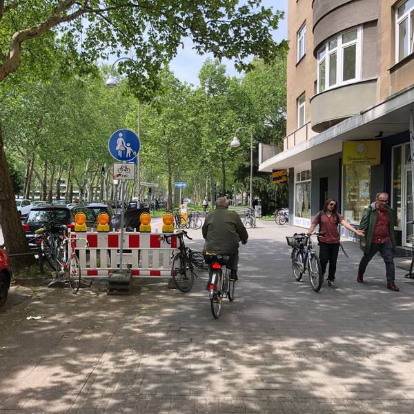PLatane in Köln Venloer Straße