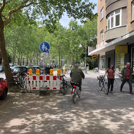 PLatane in Köln Venloer Straße