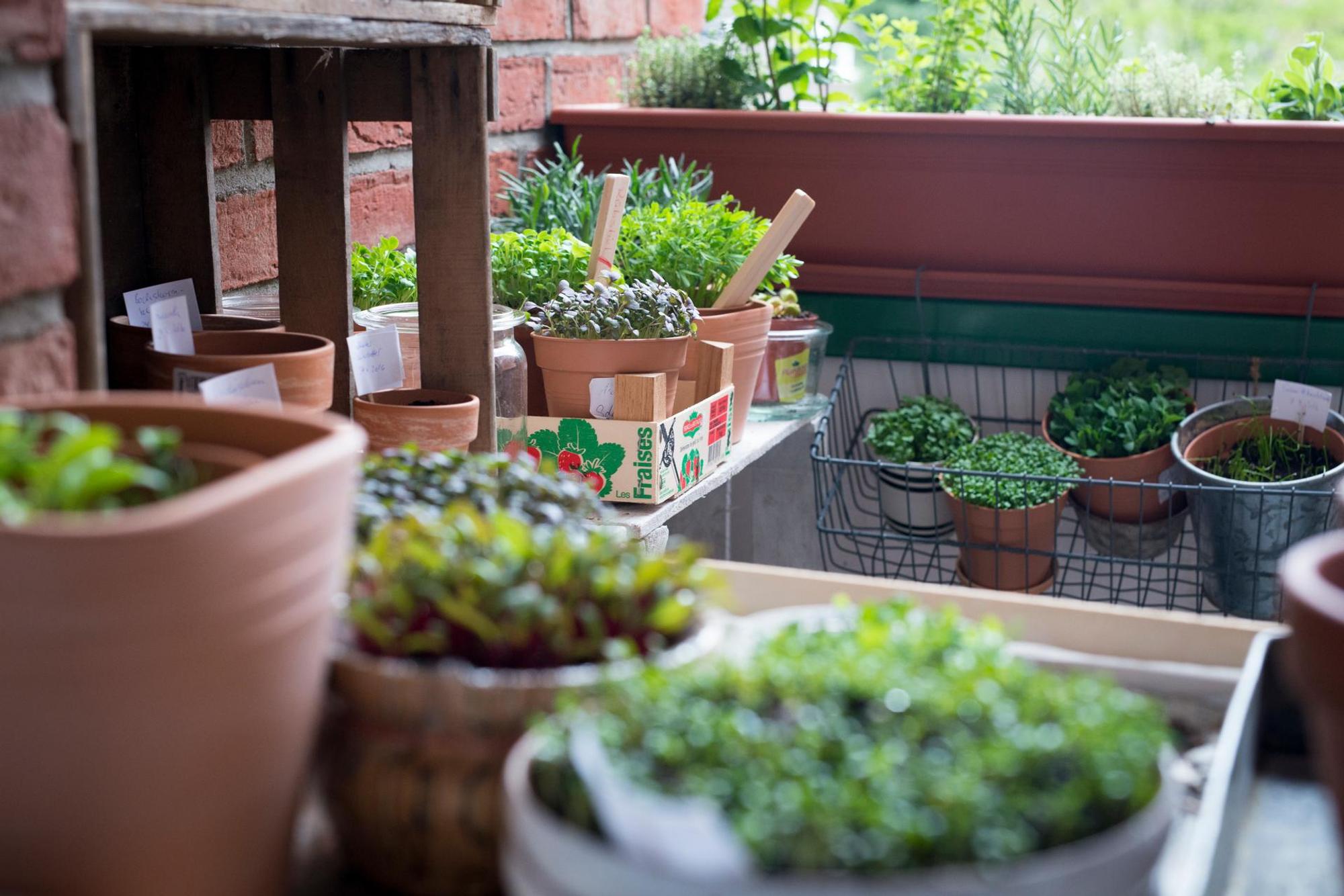 Ruether_micro-greens-kultivieren_ELA9777