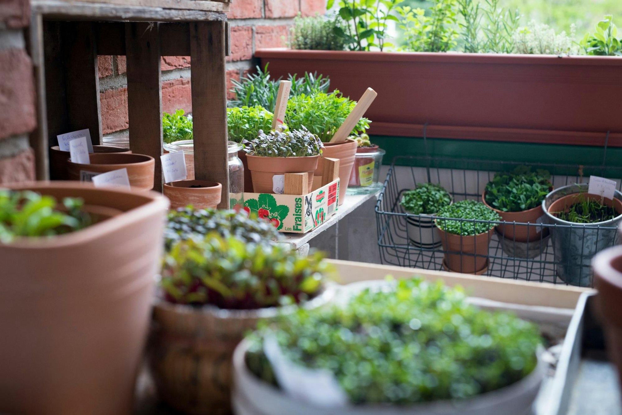 Ruether_micro-greens-kultivieren_ELA9777