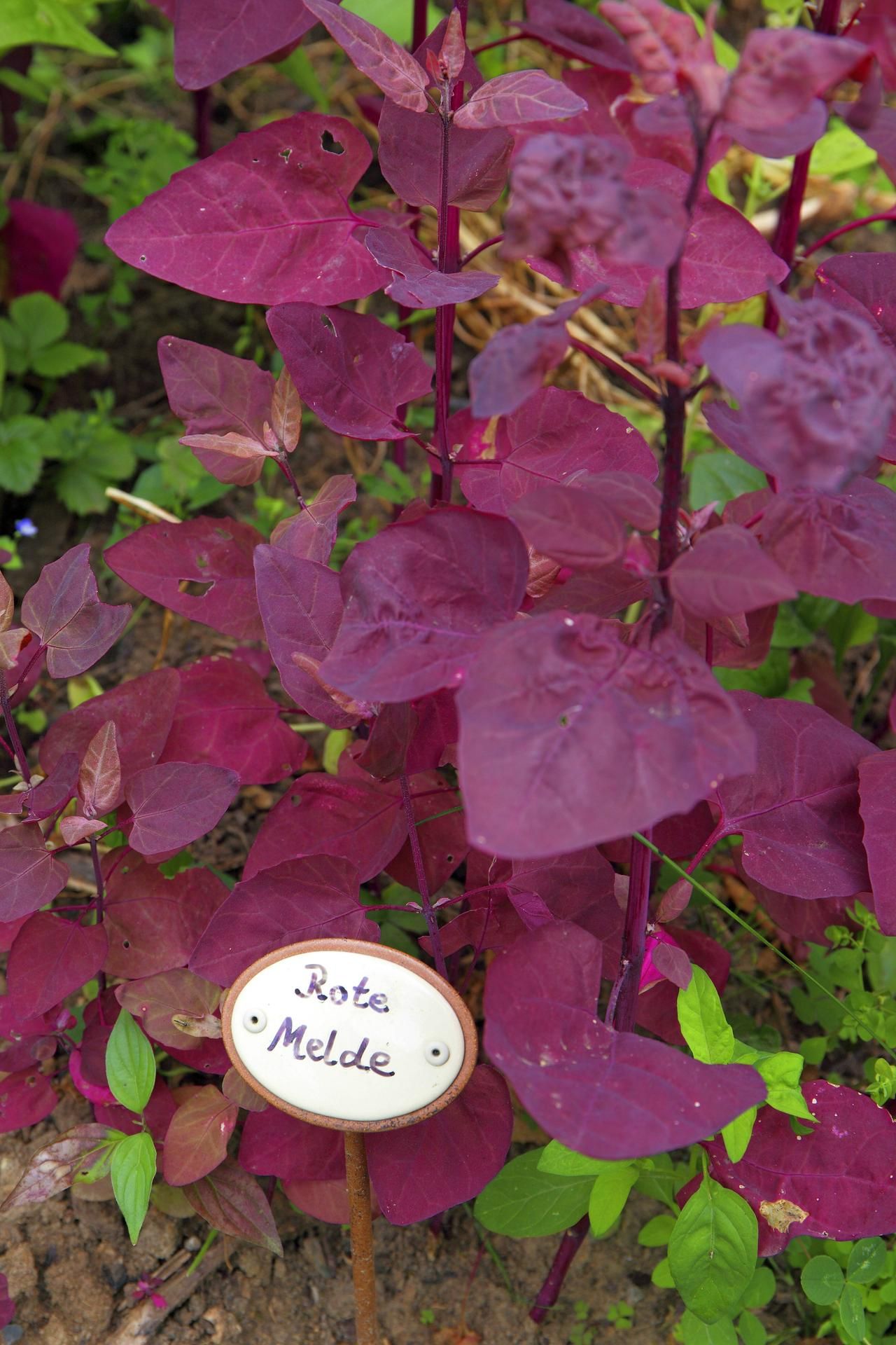 rote gartenmelde
