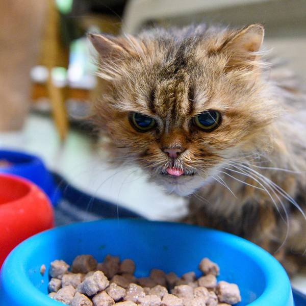 alte katze beim fressen