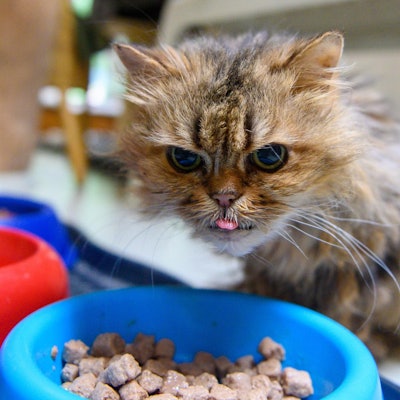 alte katze beim fressen