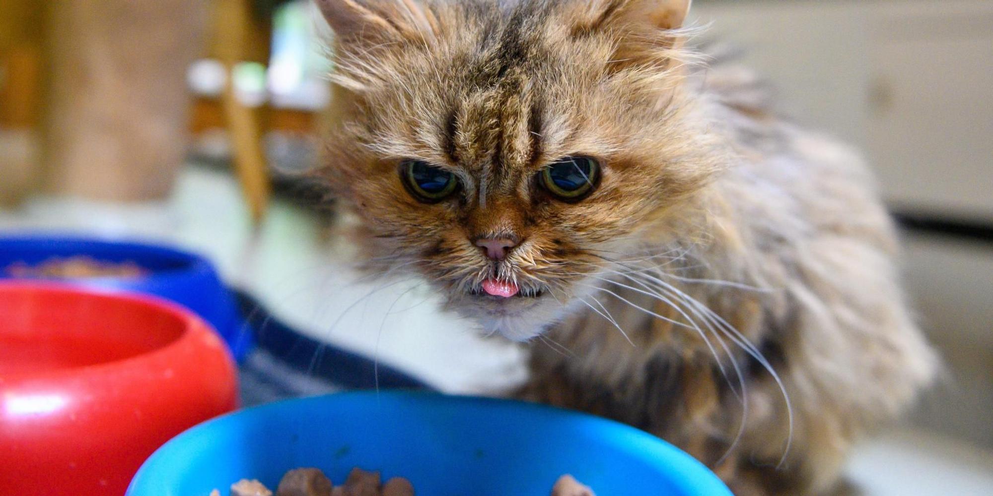 alte katze beim fressen