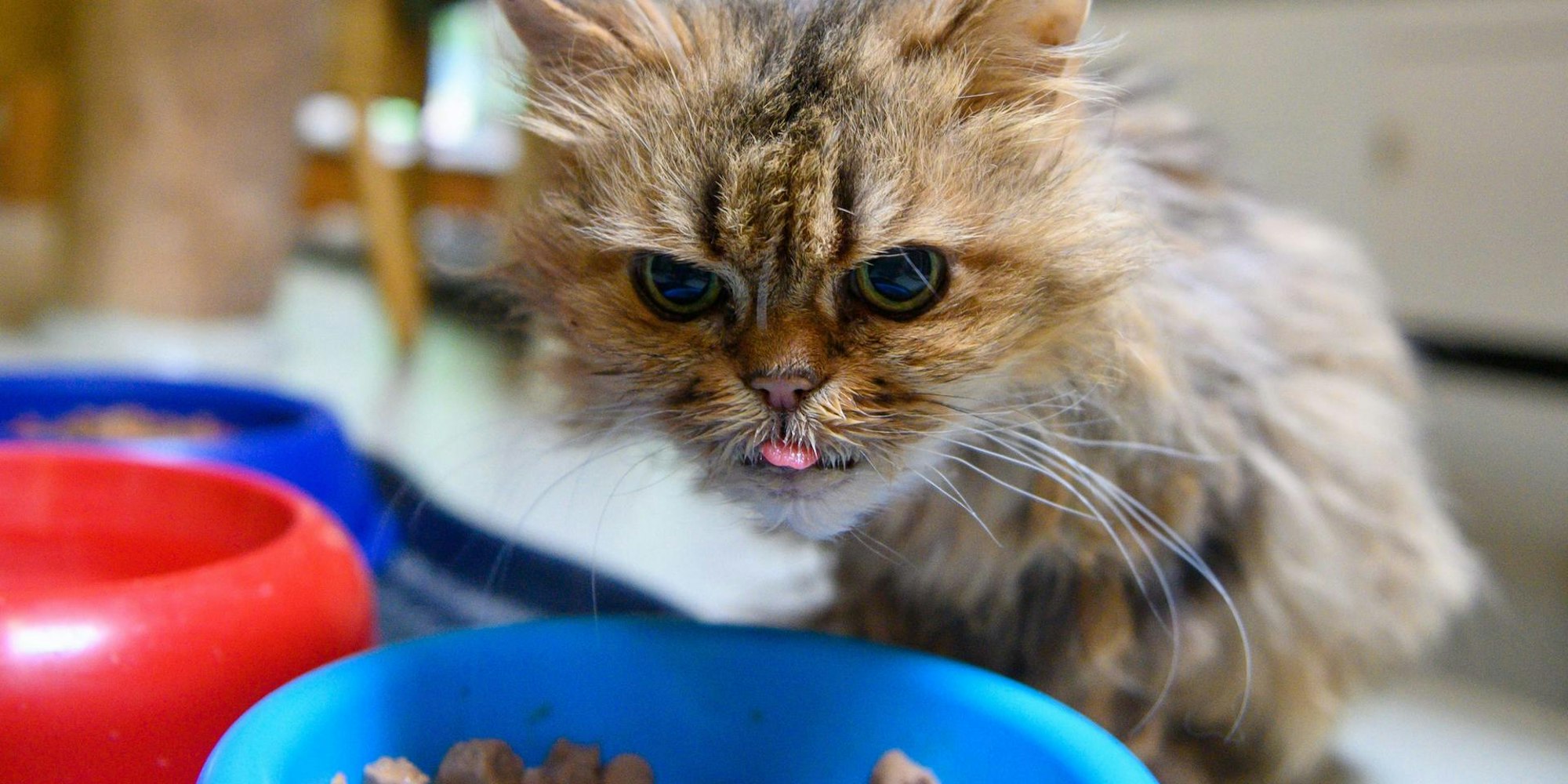 alte katze beim fressen