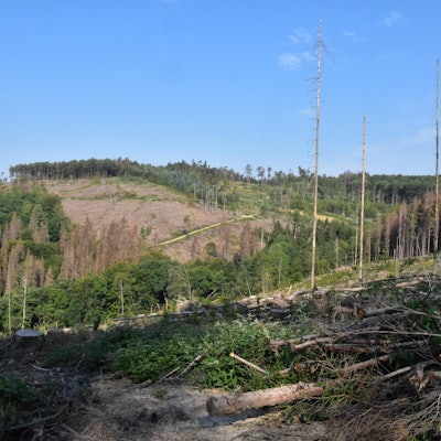 Nutscheid_Kahlflächen