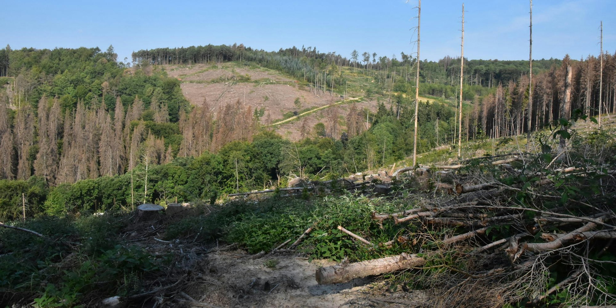 Nutscheid_Kahlflächen
