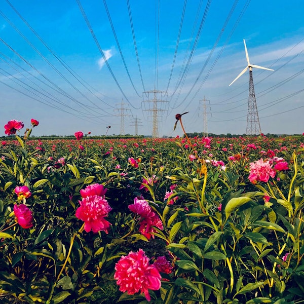 Windräder in Wesseling