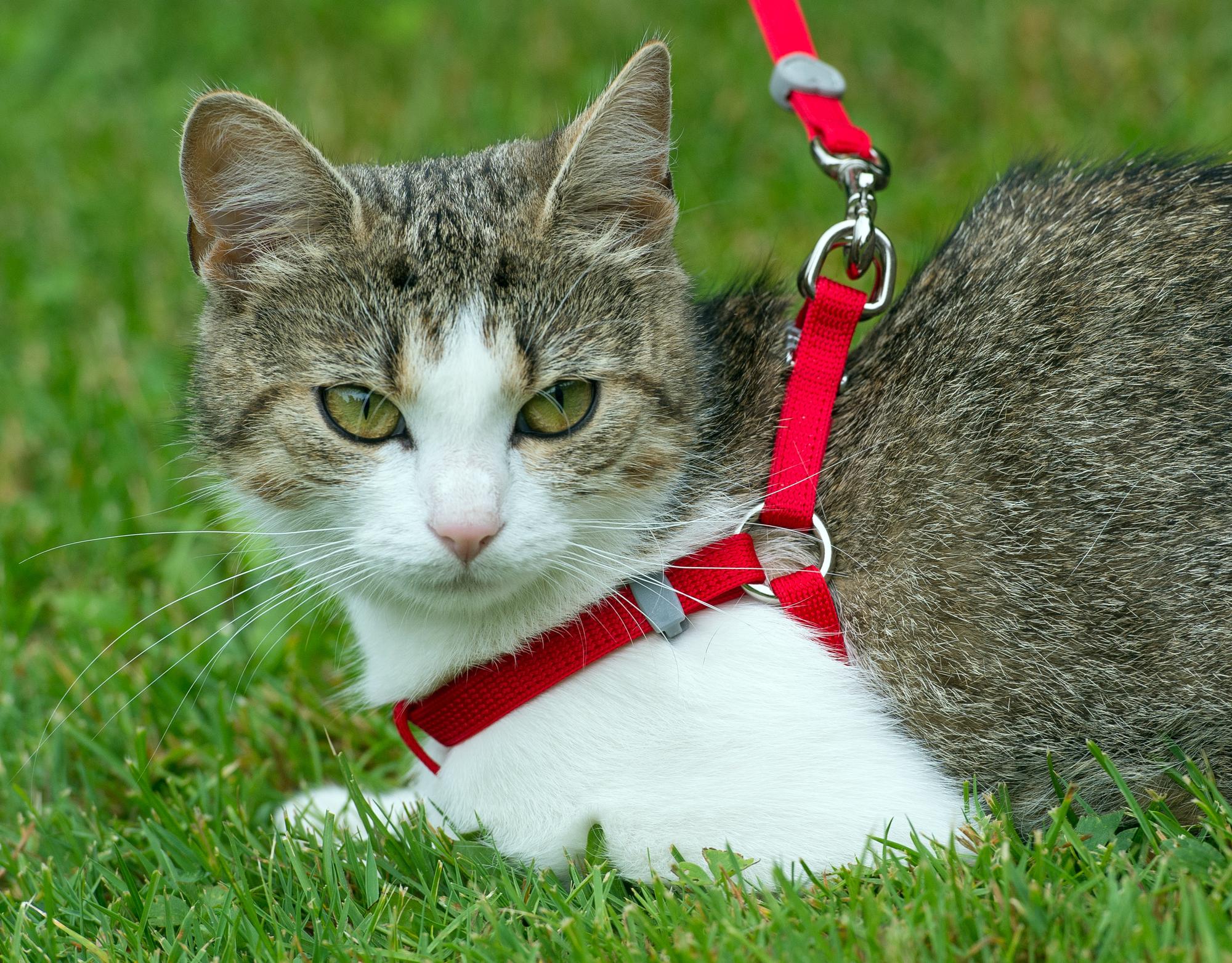 Katze an der Leine