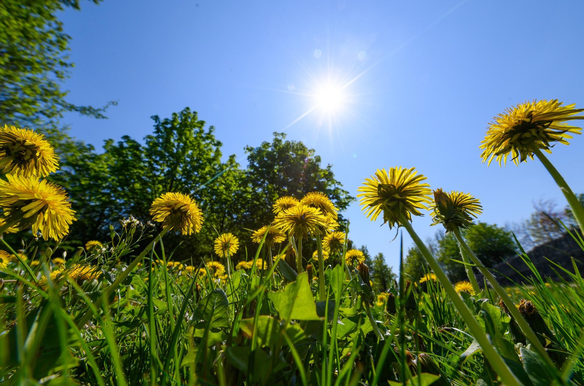 Sommer Symbolbild
