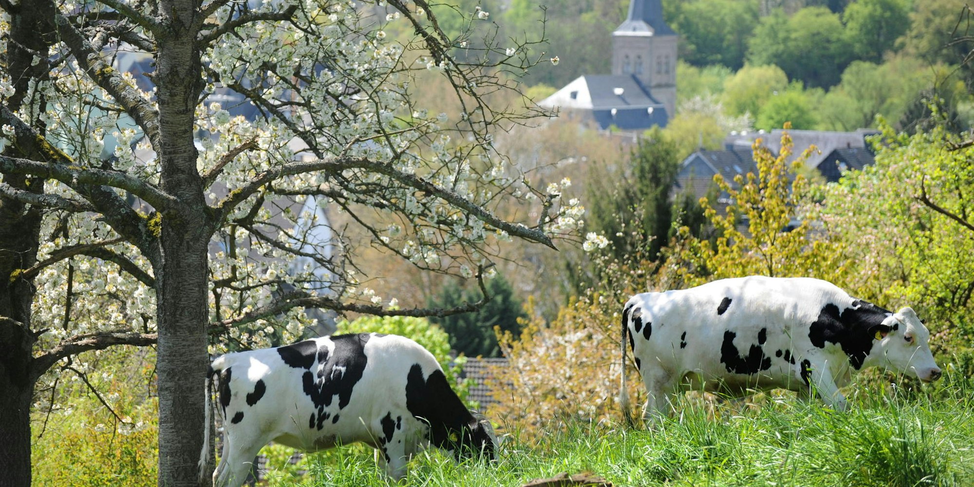 wu-schmuckbilder-leichlingen_(2)