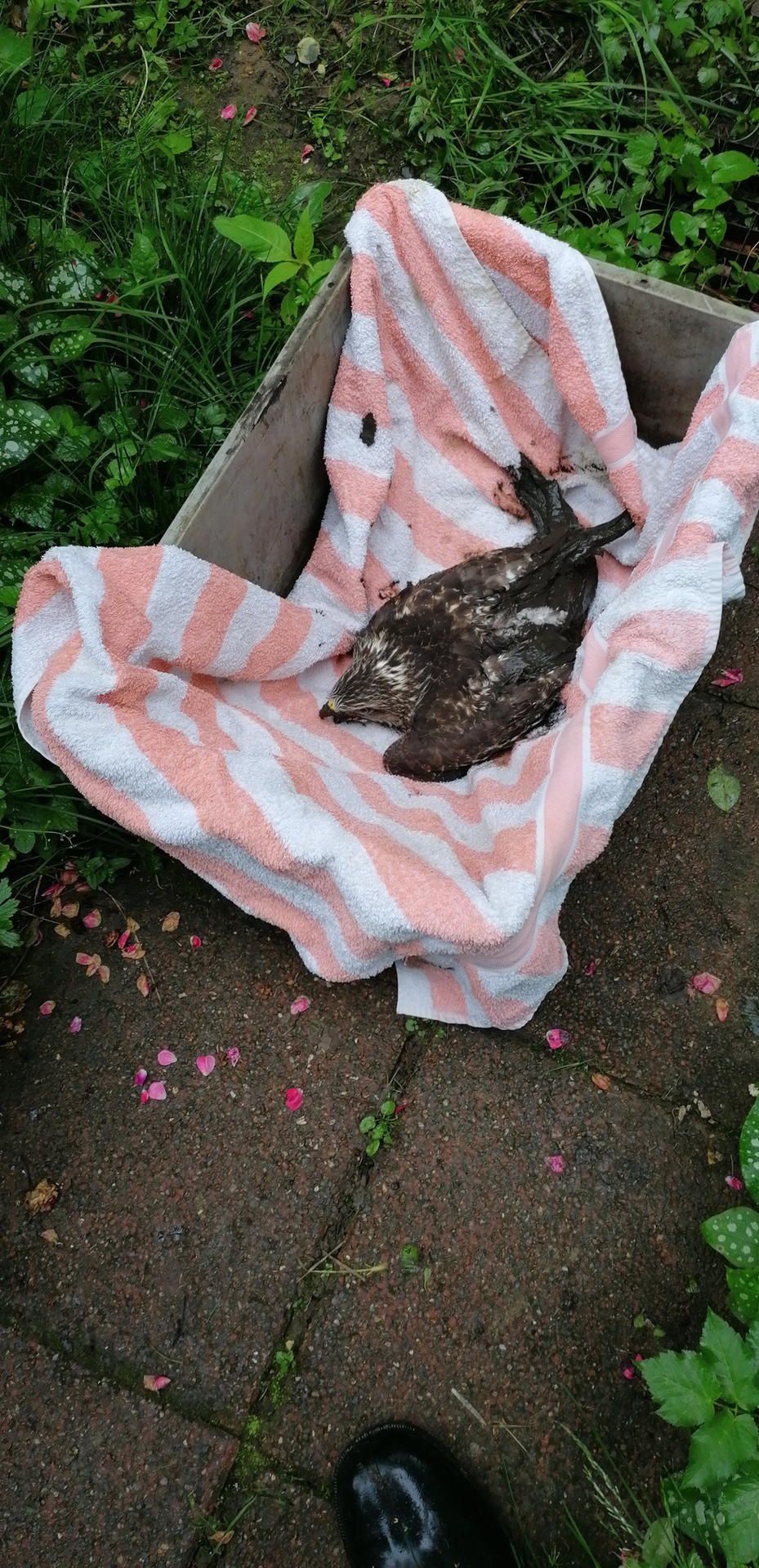 Bussard_Anglerteich_Lindlar