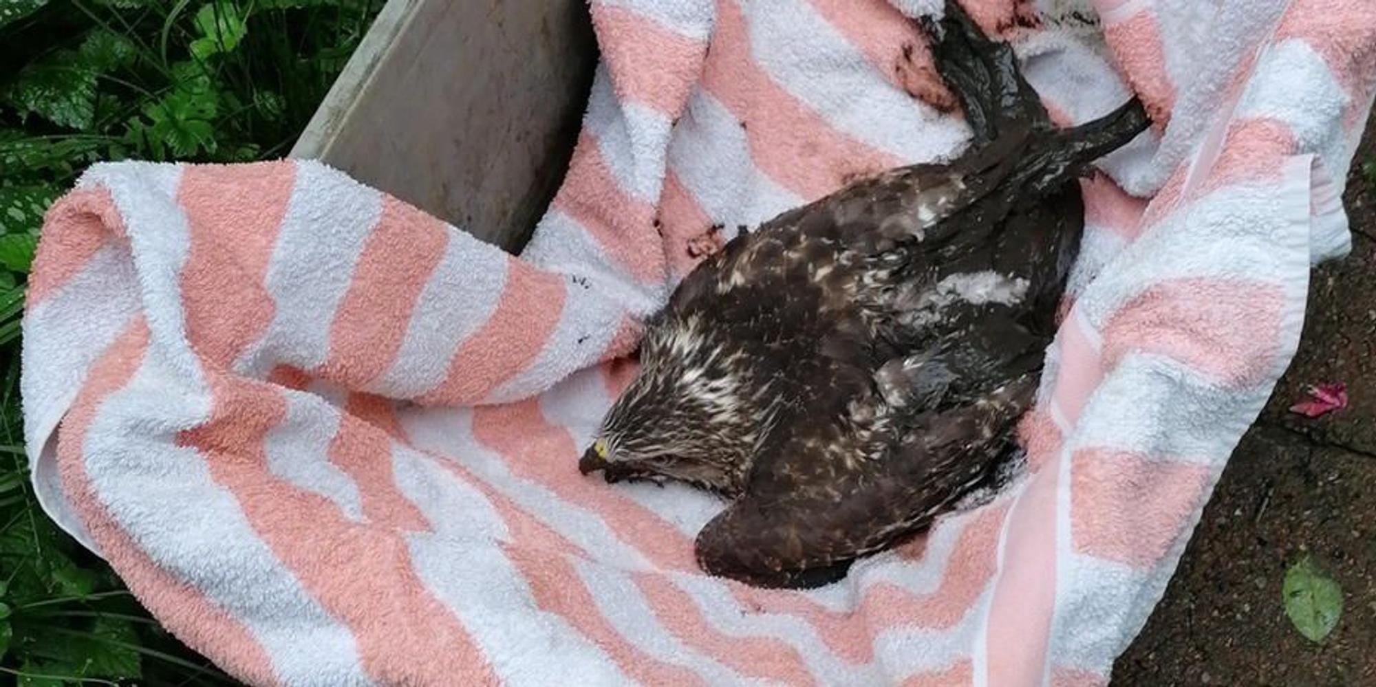 Bussard_Anglerteich_Lindlar