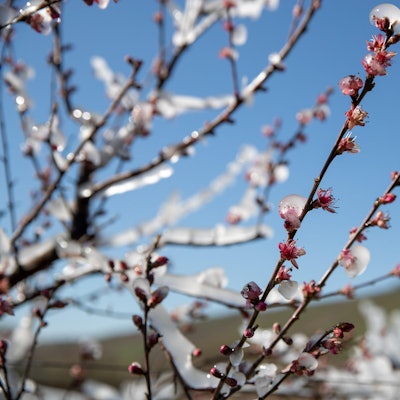 Obstbauern_wappnen_sich
