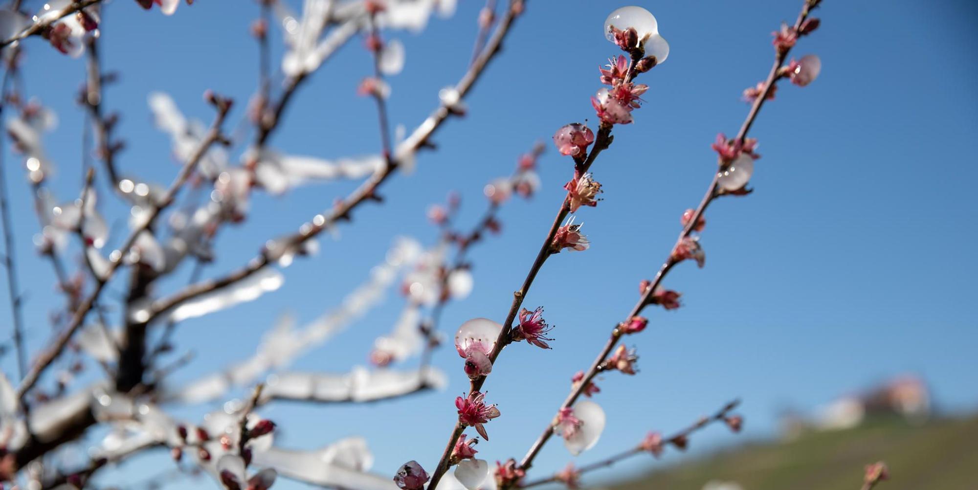 Obstbauern_wappnen_sich