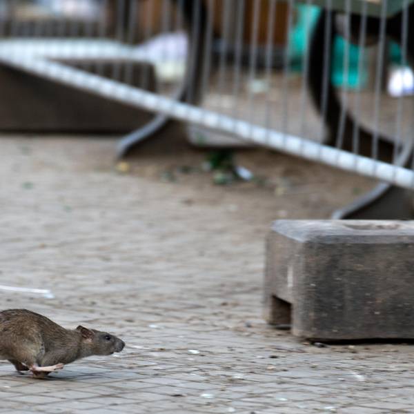 Ratte Symbolbild