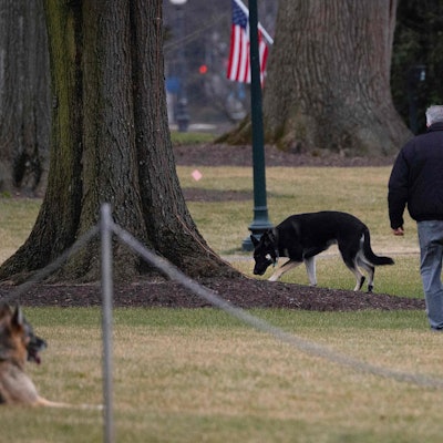 Champ und Major Hunde Biden