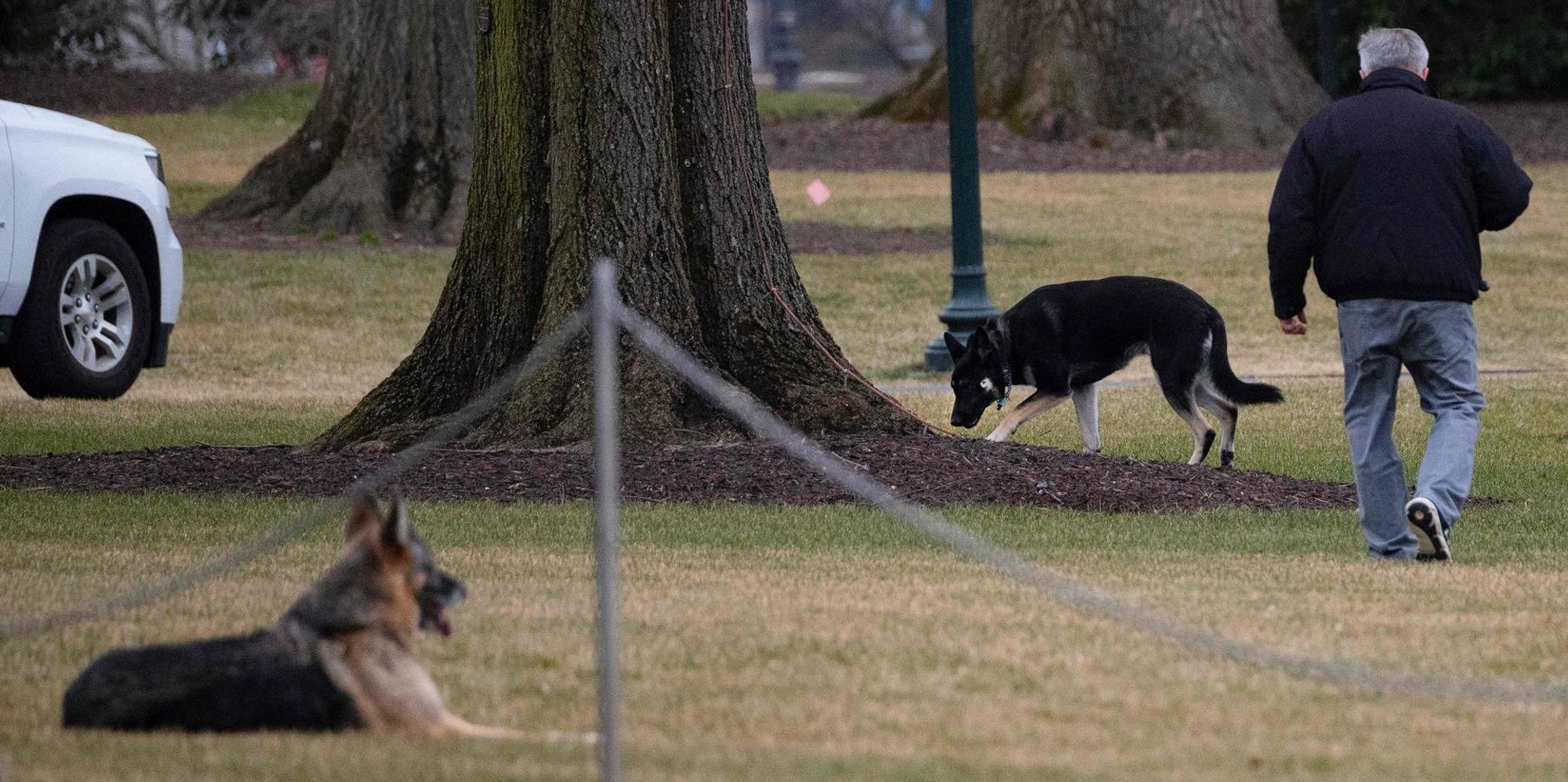 Champ und Major Hunde Biden