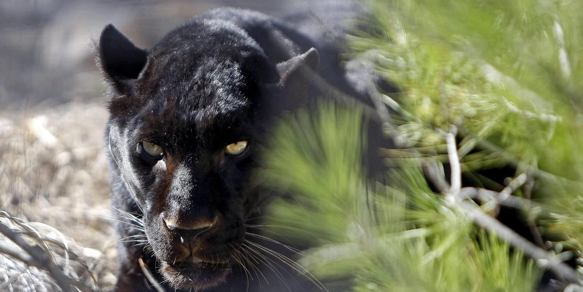 Panther Symbol