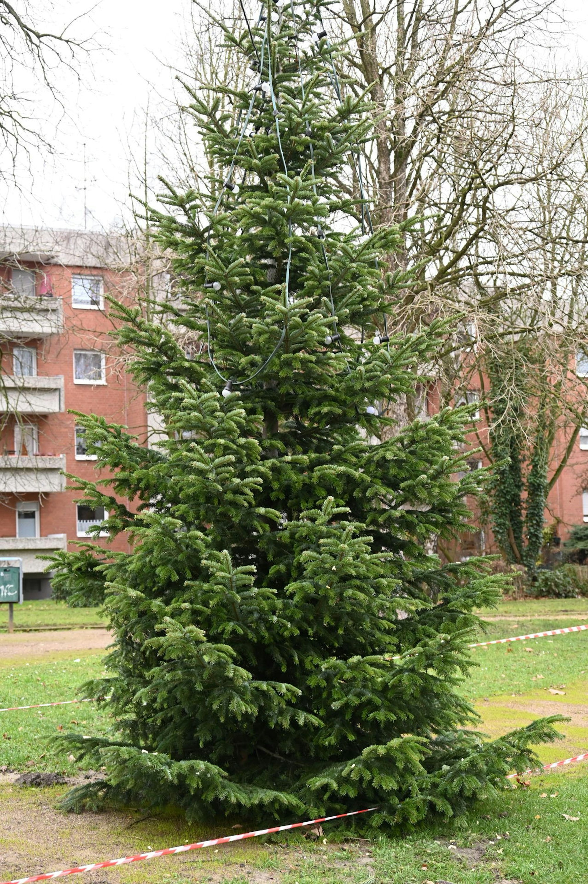 Trauriger_Weihnachtsbaum_Bergheim_Quadrath-Ichendorf_(1)