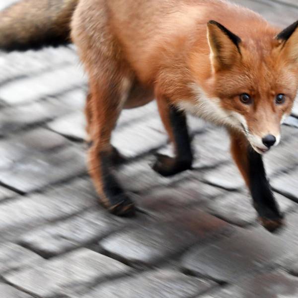 Fuchs Symbol DPA 070119