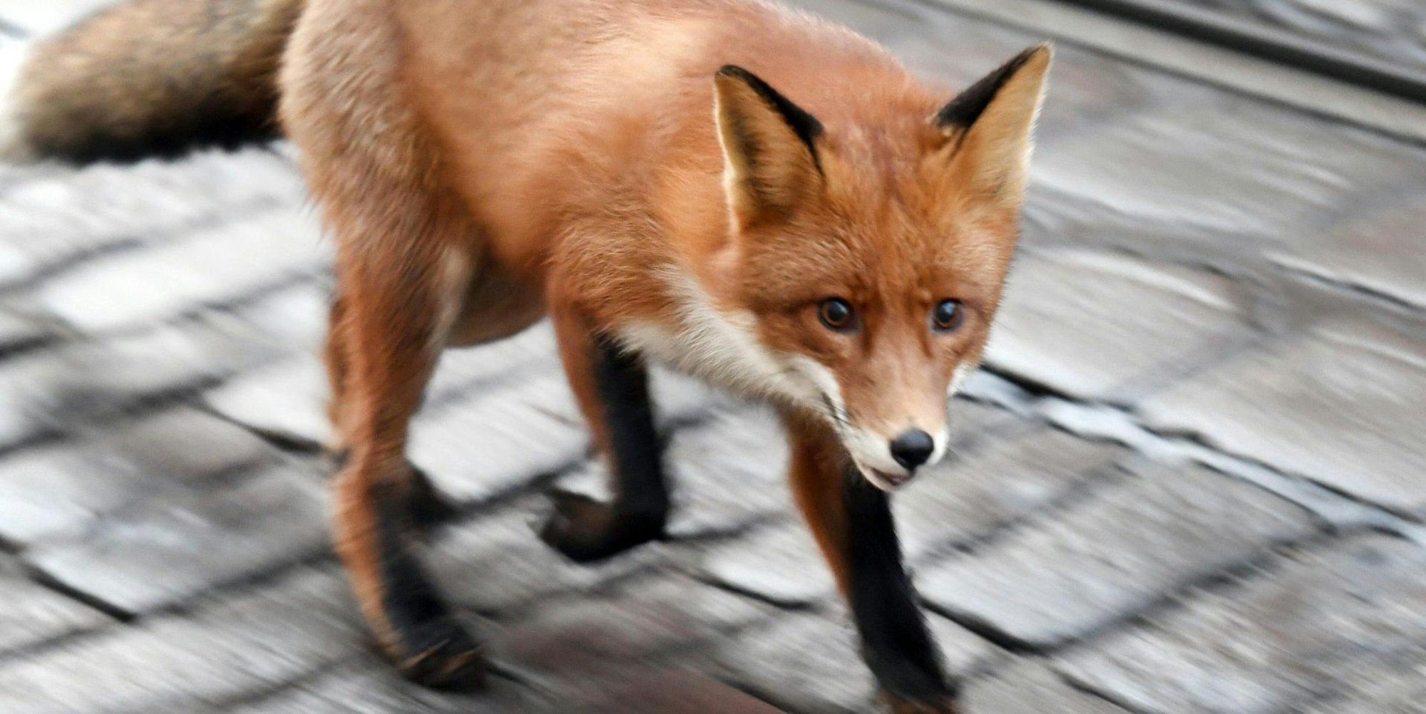 Fuchs Symbol DPA 070119