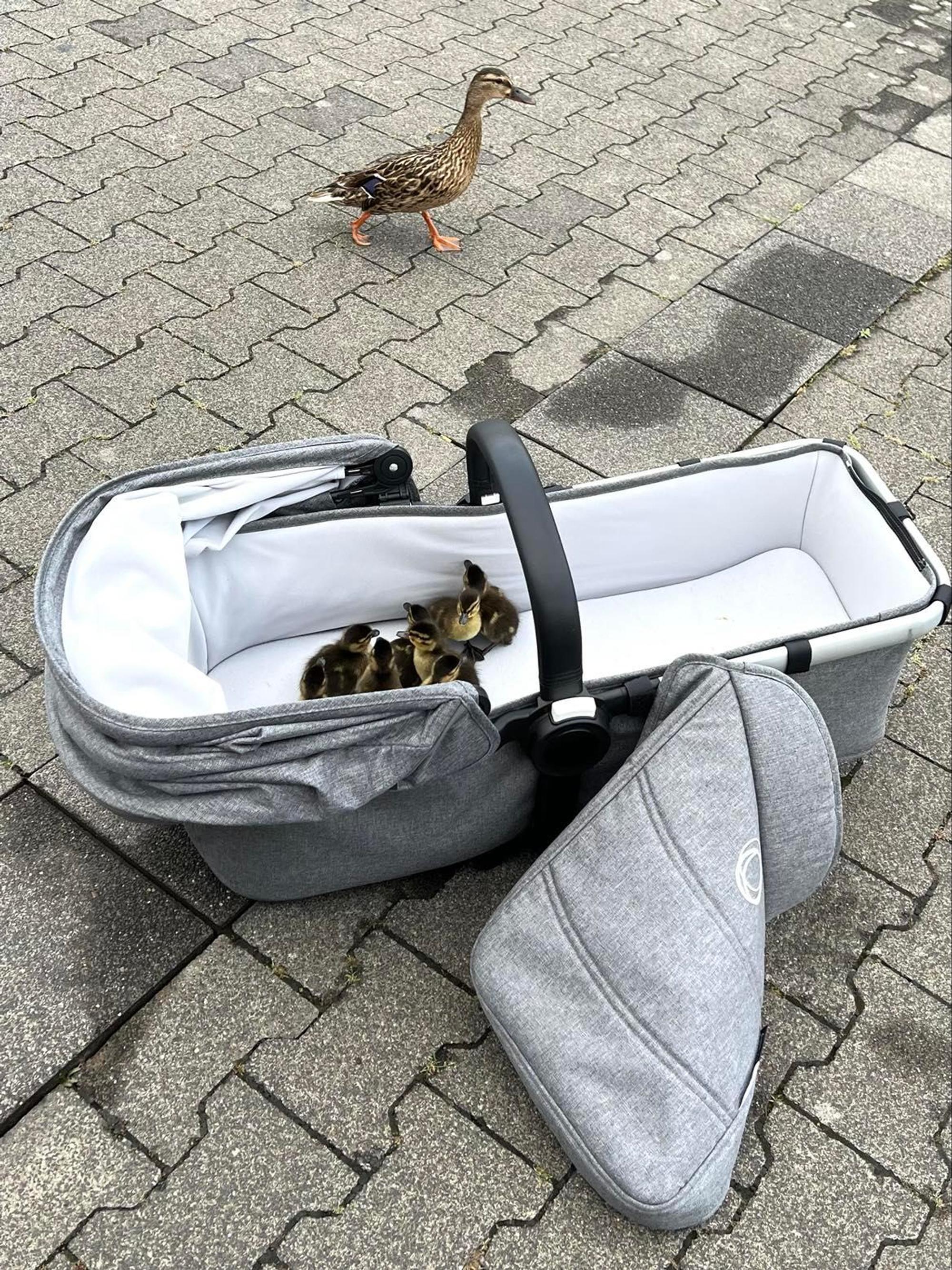 Neuer Inhalt (8)