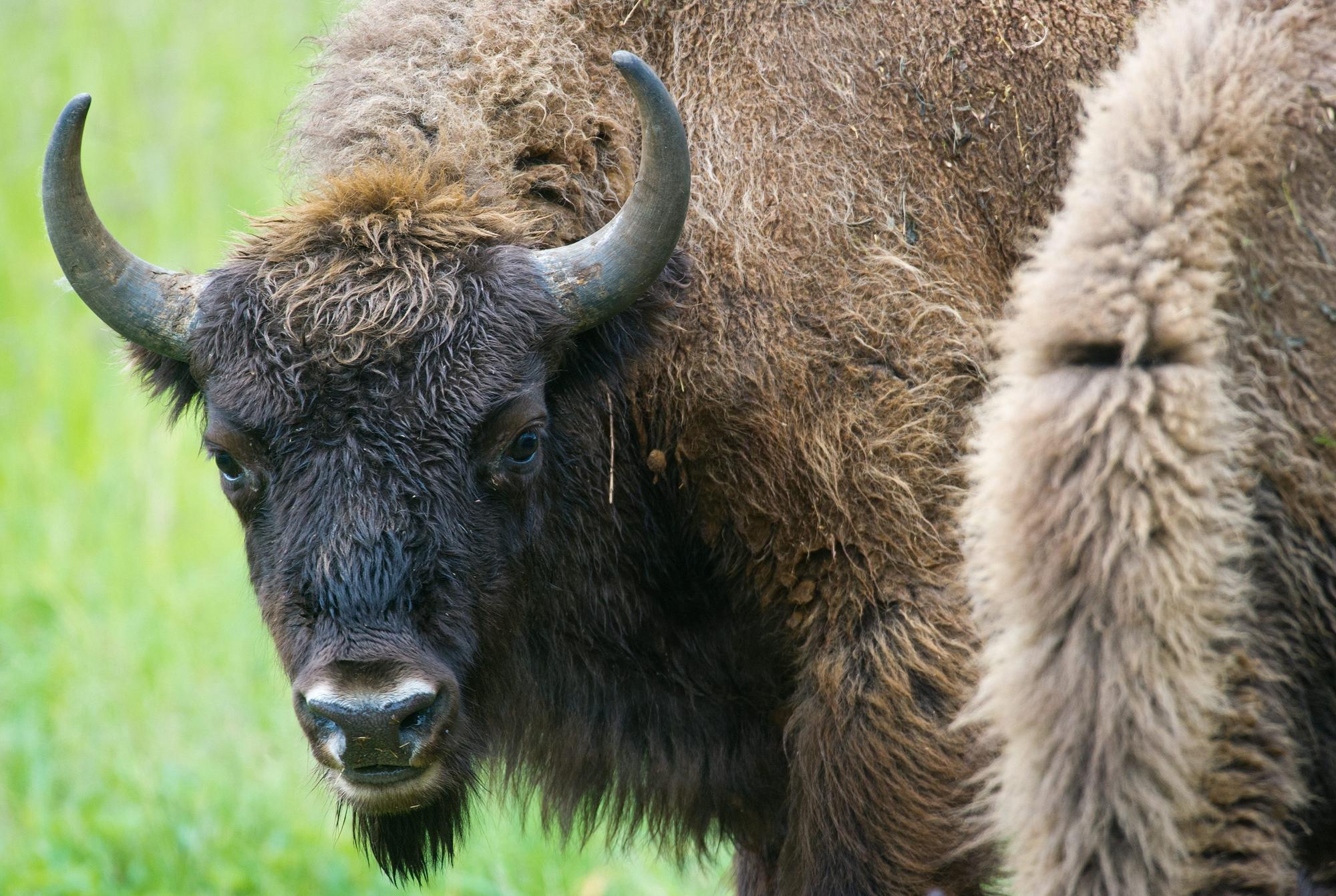 Wisent dpa