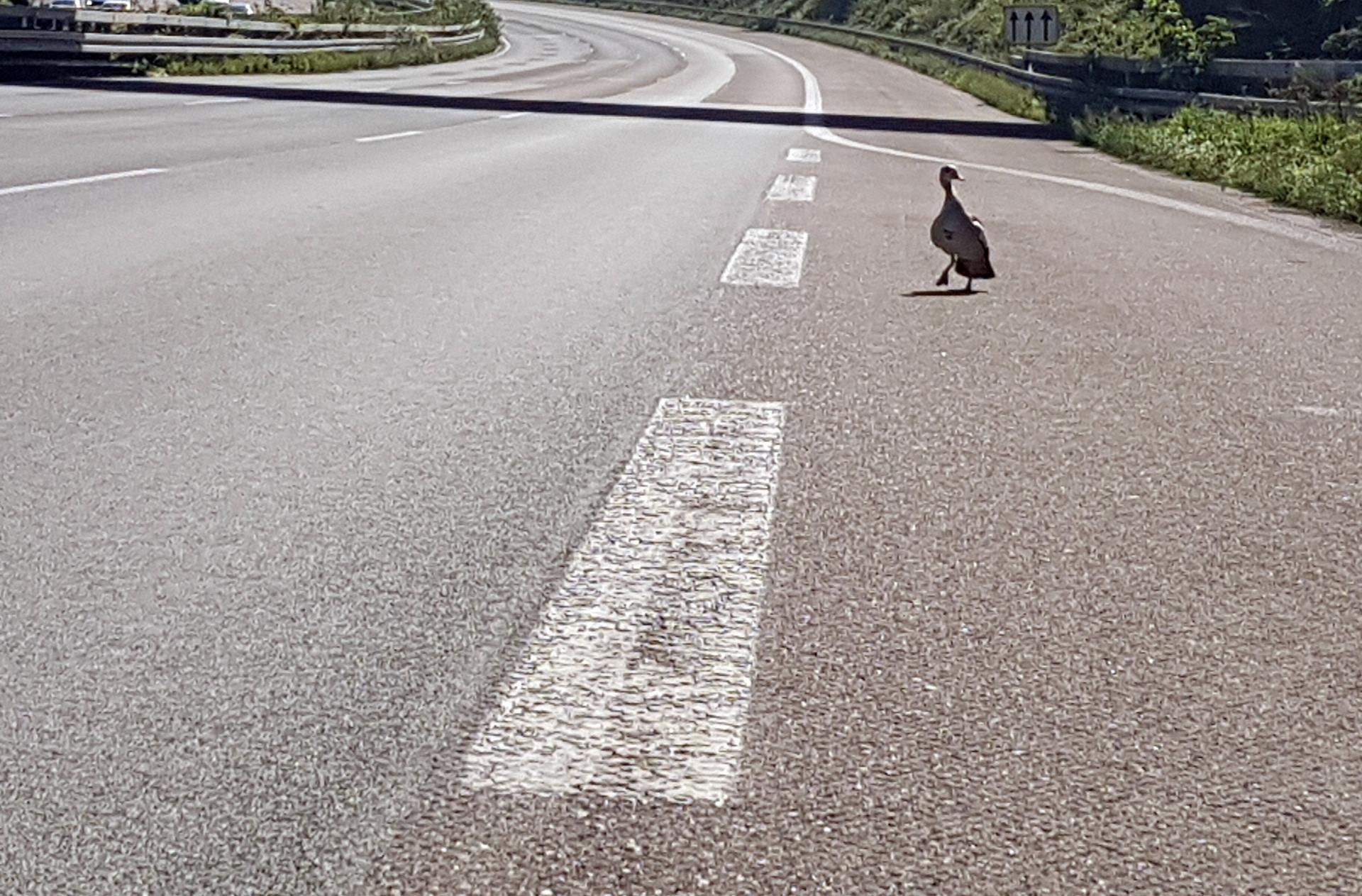 Ente Autobahn