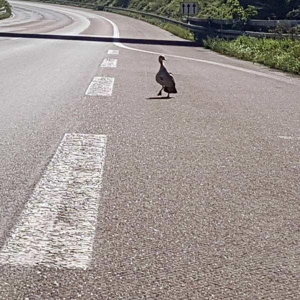 Ente Autobahn