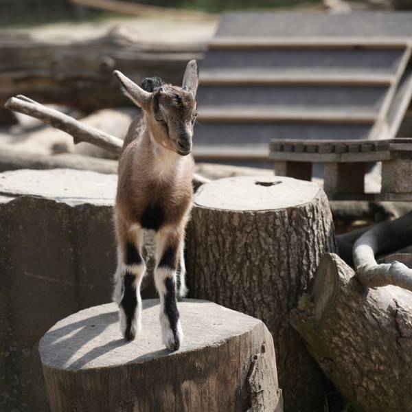 Henneschen im Kölner Zoo 3