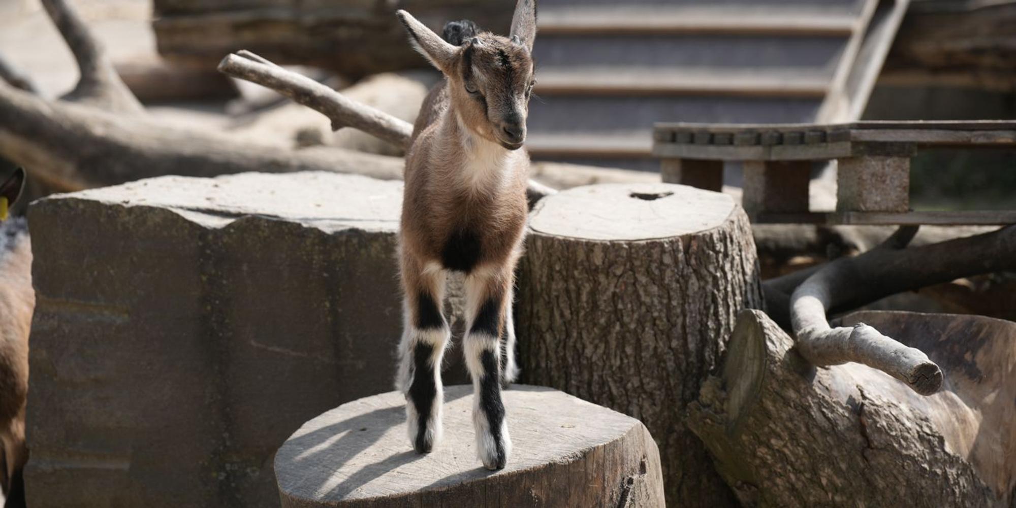 Henneschen im Kölner Zoo 3